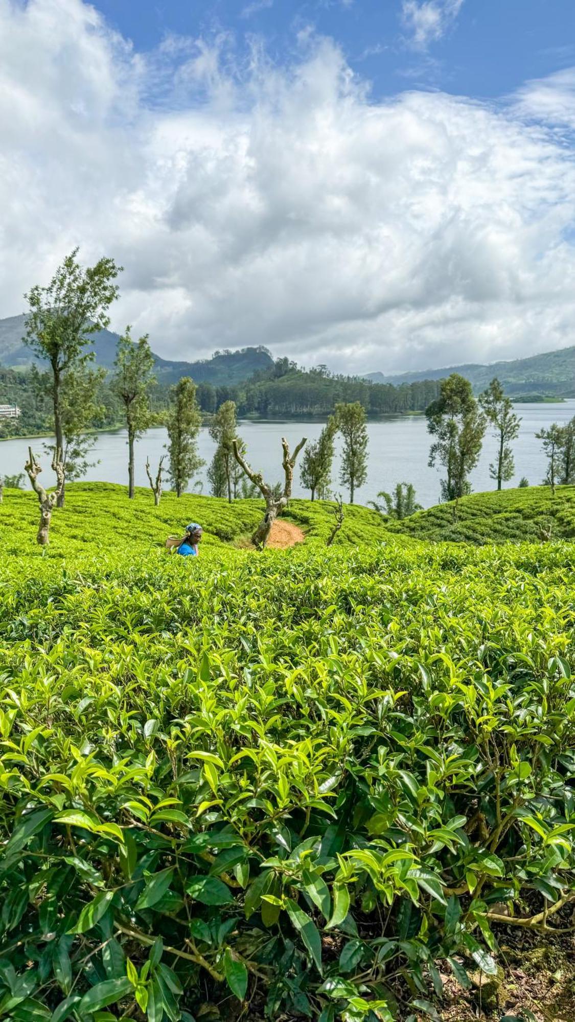 Pekoe Lodge Maskeliya Bagian luar foto